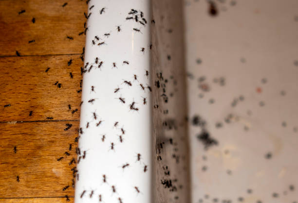 Best Ant Control Services  in Portola Valley, CA